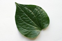 Chaplu Leaves