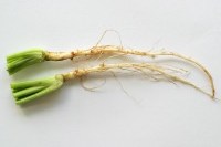 Coriander Root