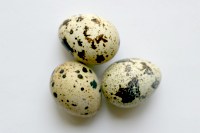 Quail Eggs